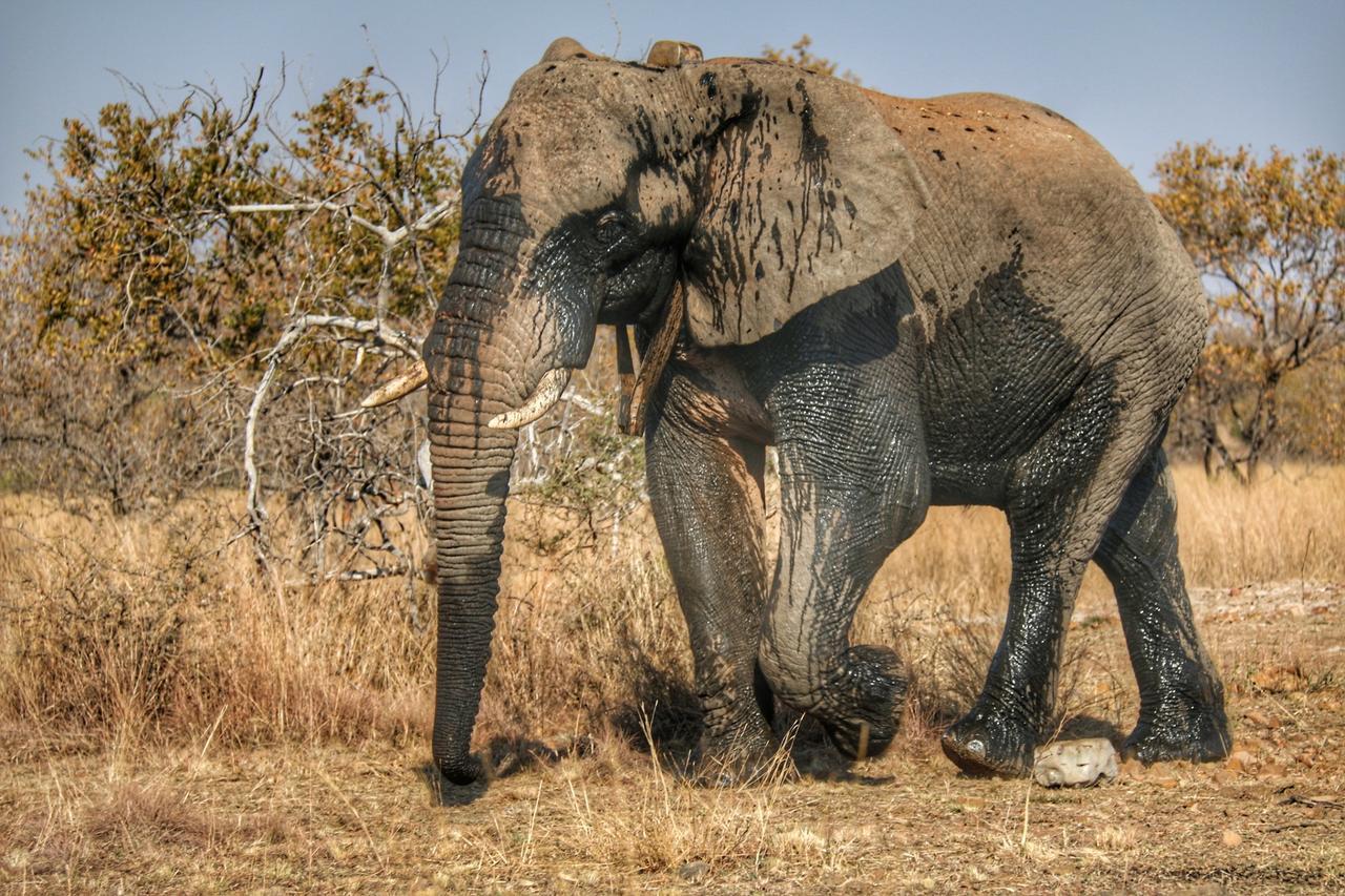 Ouklip Game Lodge Klipdrift Bagian luar foto
