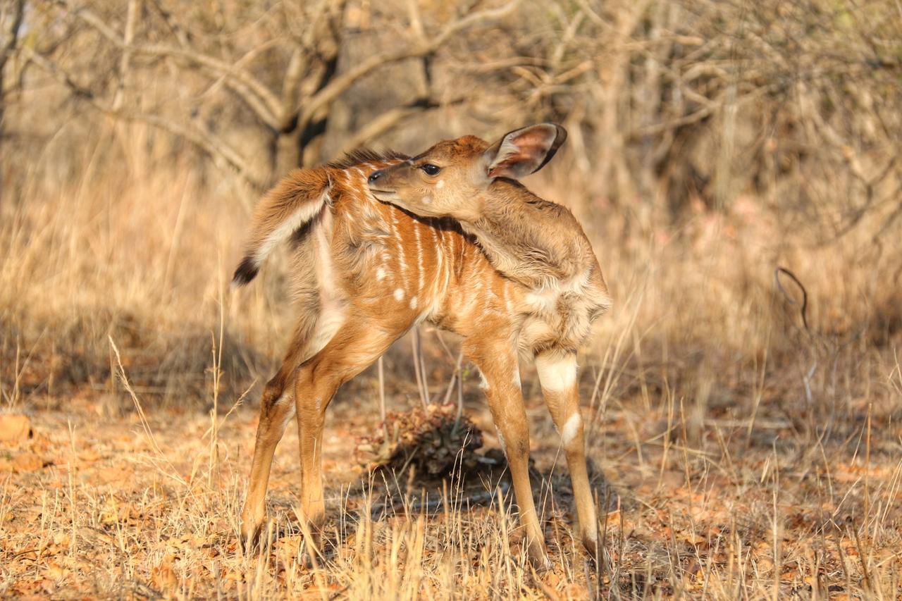 Ouklip Game Lodge Klipdrift Bagian luar foto